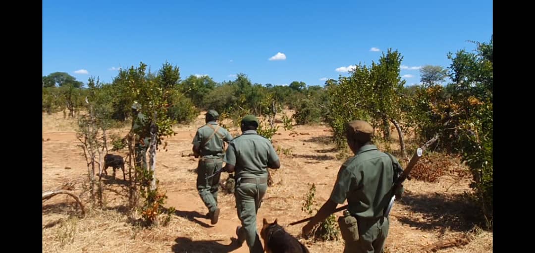 Wildlife Poaching Rises In Southern Africa theZimbabweNewsLive