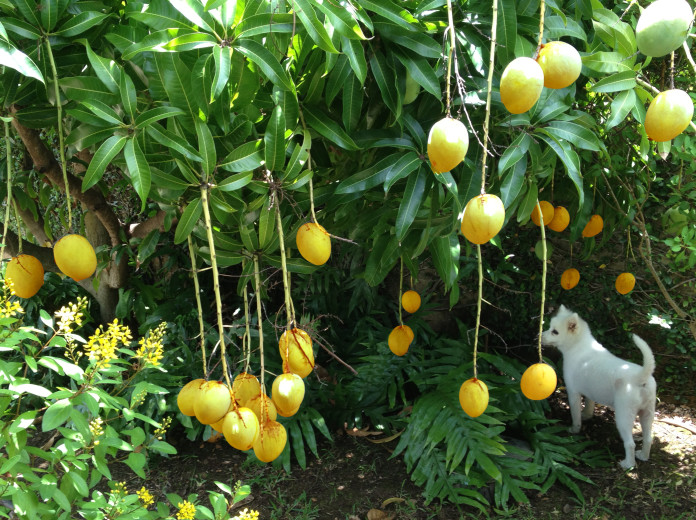 A ROW over mango ...
