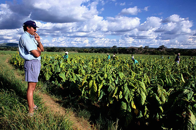 Bruce Chapman oversees the harvesters on his tobacco plantation in the Trelawny District.