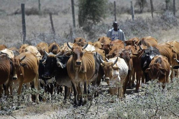 Manual herding of cattle could soon be a thing of the past with Artificial Intelligence