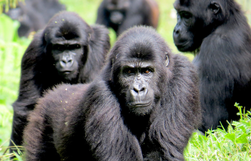 Sensitive to habitat ... The DRC is set to export gorillas to Zimbabwe, according to officials