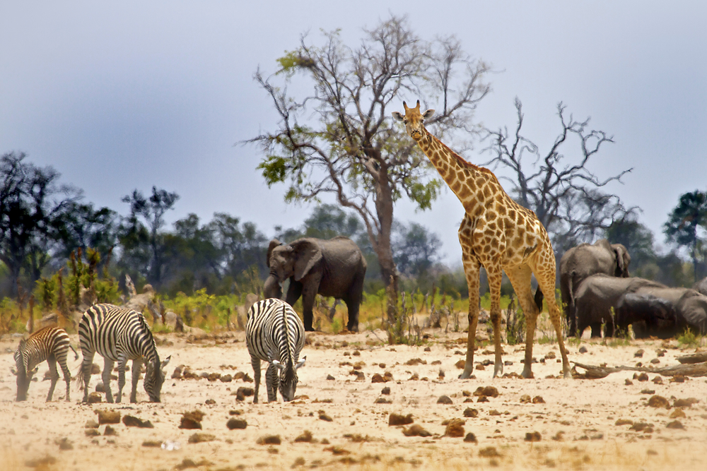 Animal sanctuary ... Hwange National Park is Zimbabwe's biggest wildlife reserve